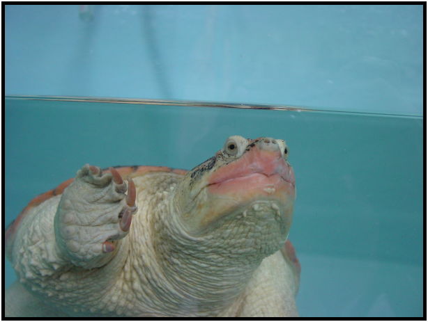 animal: turtle : s-dsc010163.jpg