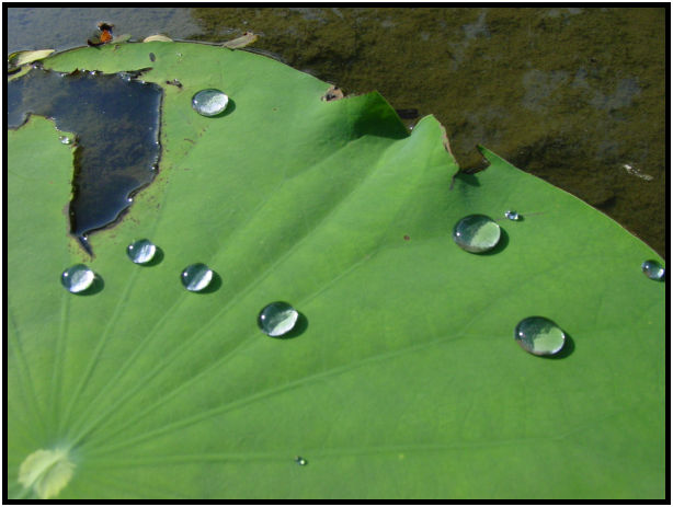 flora: leaf : s-dsc011410.jpg