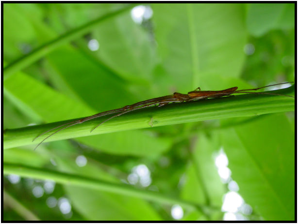 insect: unknown insect : s-dsc011723.jpg