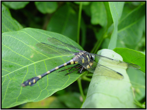 insect: dragonfly : s-dsc011725.jpg