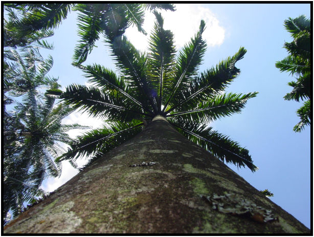 flora: leaf : s-dsc010622.jpg
