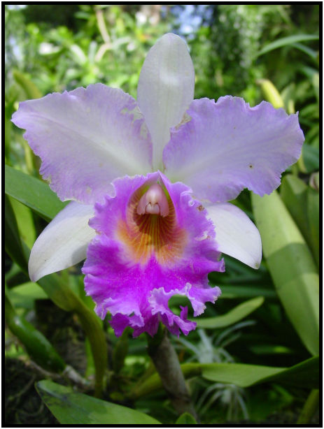 flora: flower: unknown flower : s-dsc010639.jpg