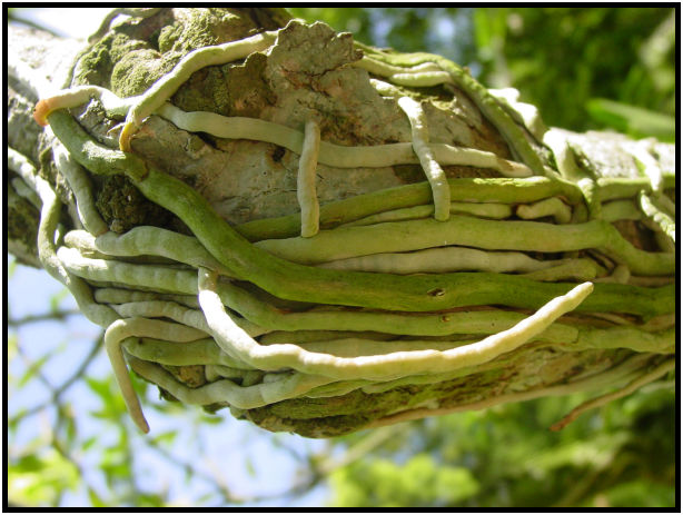 flora: tree: root : s-dsc010642.jpg
