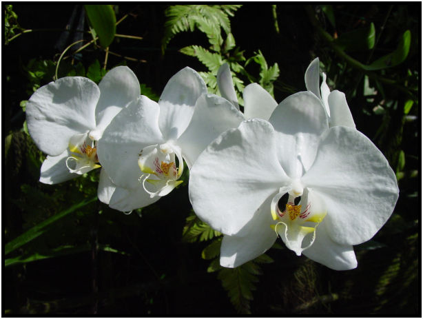 flora: flower: unknown flower : s-dsc010652.jpg