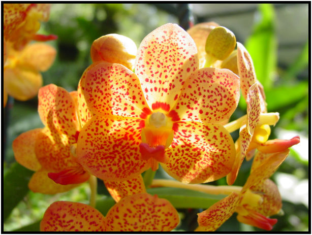 flora: flower: unknown flower : s-dsc010655.jpg