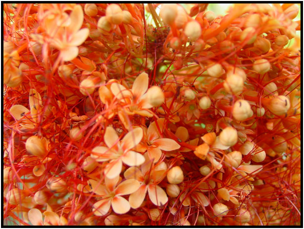 flora: flower: unknown flower : s-dsc010663.jpg