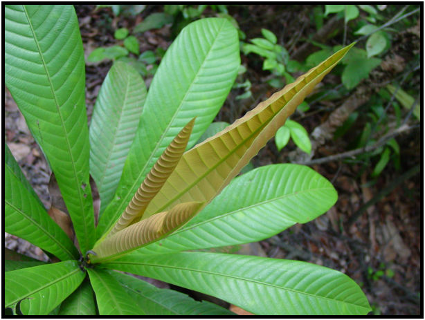 flora: leaf : s-dsc011311.jpg