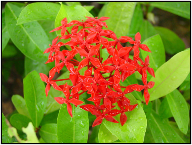 flora: flower: unknown flower : s-dsc010037.jpg