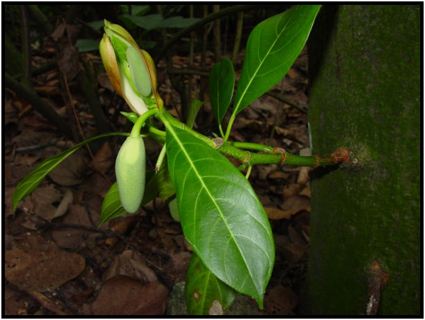 flora: fruit: unknown fruit : s-dsc010736.jpg