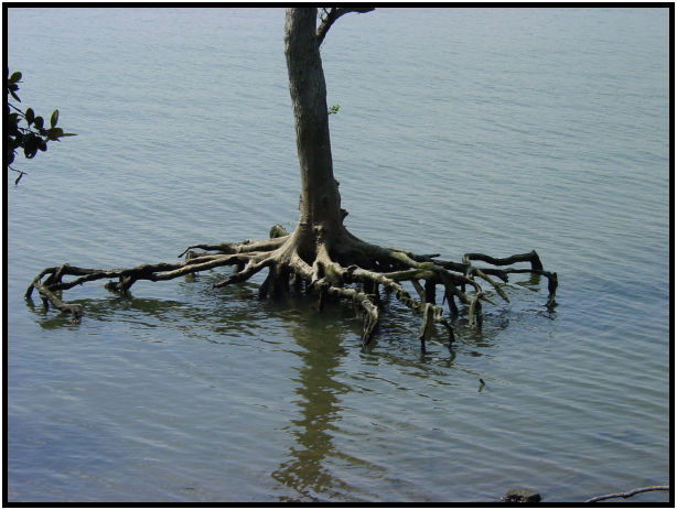 flora: tree: root : s-dsc010737.jpg