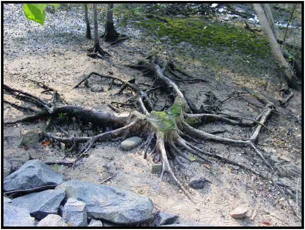 flora: tree: root : s-dsc010751.jpg