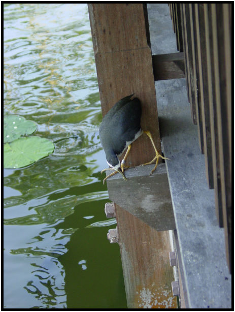 place: Singapore: Singey Buloh Nature Park : s-dsc010760.jpg
