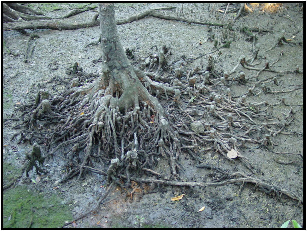 flora: tree: root : s-dsc010763.jpg