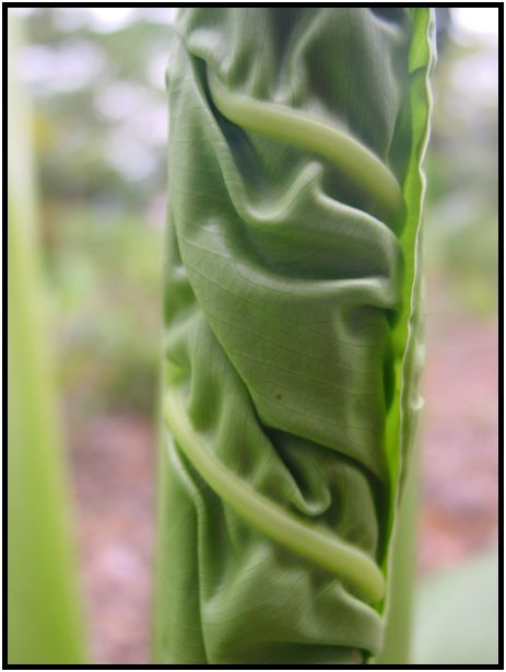 flora: leaf : s-dsc012034.jpg