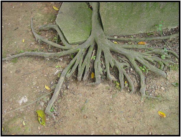 flora: tree: root : s-dsc012061.jpg