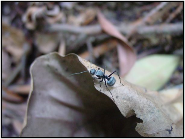 insect: ant : s-dsc011818.jpg