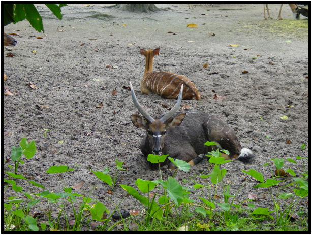 animal: buck : s-dsc010872.jpg