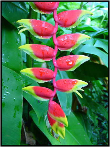 flora: flower: unknown flower : s-dsc010893.jpg