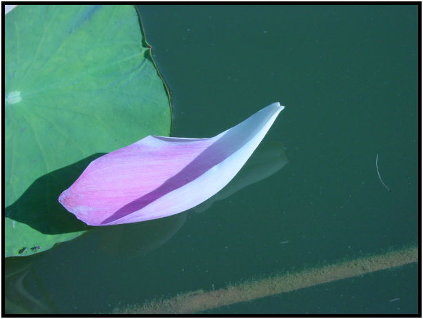 flora: leaf : s-dsc010238.jpg