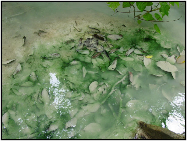 place: Thailand: Erawan Falls : s-dsc011205.jpg
