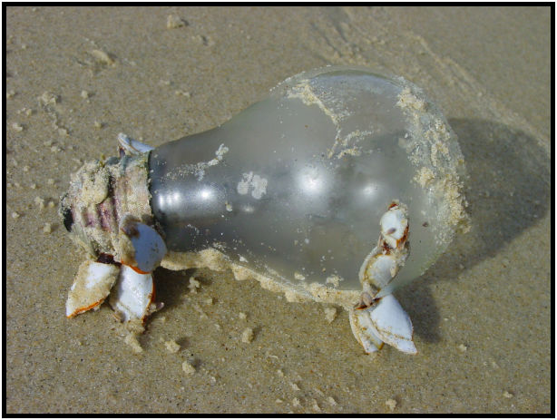 place: Thailand: Phuket : s-when_it_gets_dark_in_water....jpg