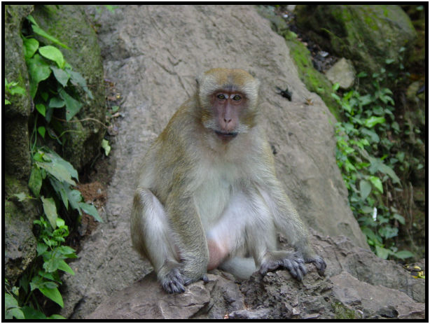 place: Thailand: Phang-Nga : s-dsc010470.jpg