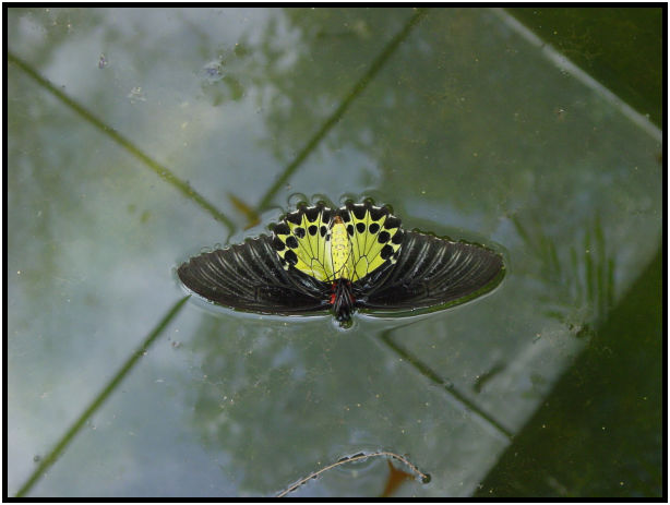 insect: butterfly : s-dsc010377.jpg