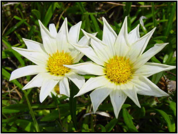 flora: flower: unknown flower : s-dsc011056.jpg
