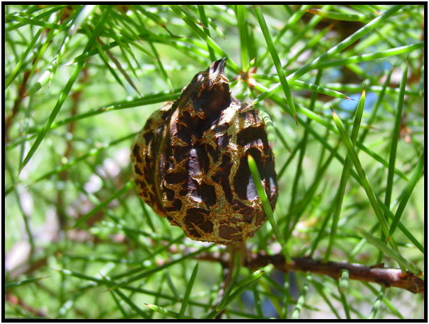 flora: fruit: unknown fruit : s-dsc012279.jpg