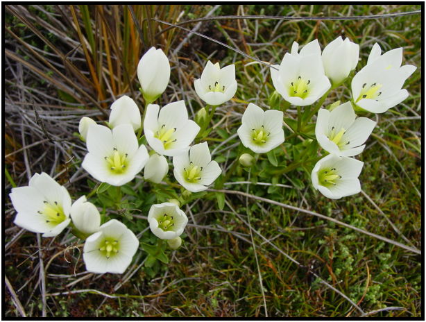 flora: flower: unknown flower : s-dsc012206.jpg