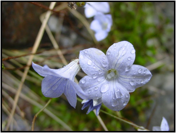 flora: flower: unknown flower : s-dsc012208.jpg