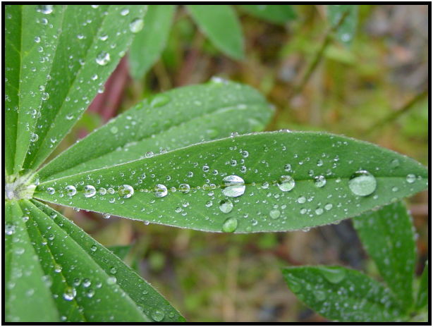 flora: leaf : s-dsc012217.jpg