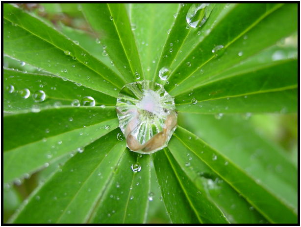 flora: leaf : s-dsc012218.jpg