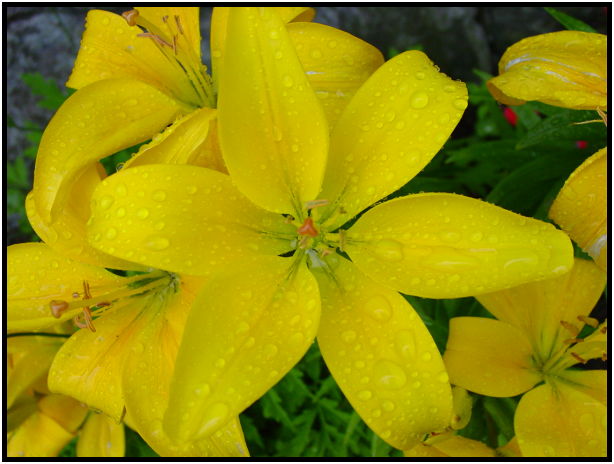 site: water: water droplet : s-dsc012219.jpg