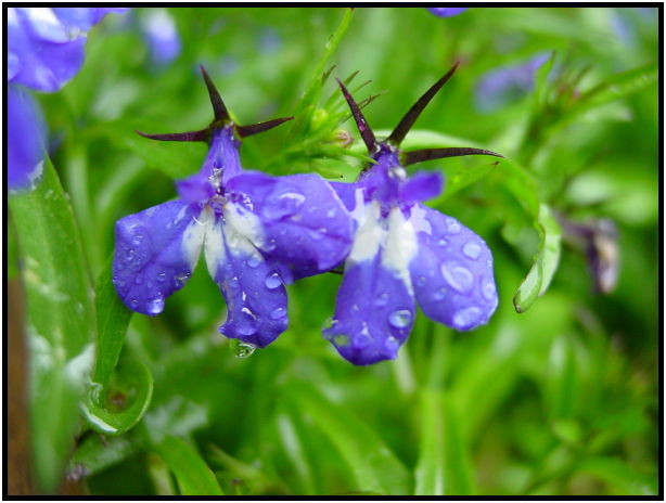 flora: flower: unknown flower : s-dsc012221.jpg