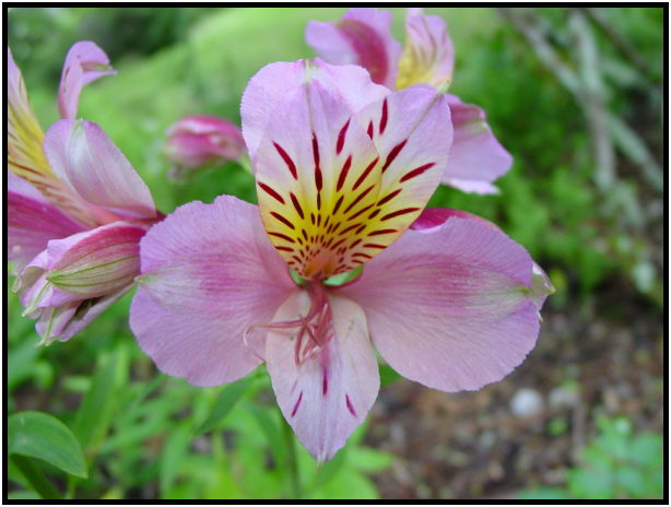 flora: flower: unknown flower : s-dsc012342.jpg