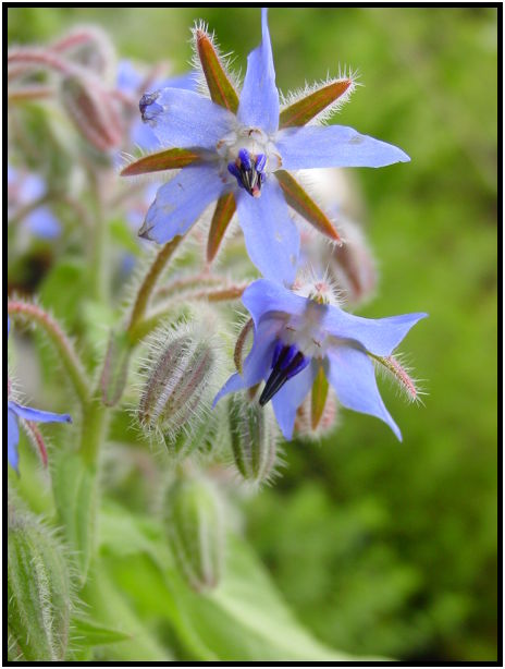 flora: flower: unknown flower : s-dsc012347.jpg
