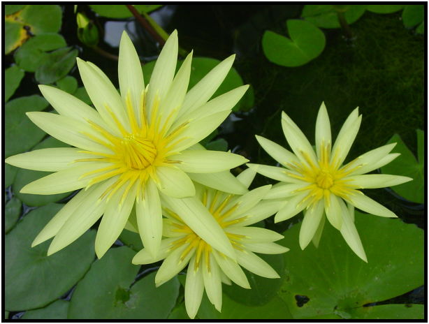 flora: flower: unknown flower : s-dsc012352.jpg