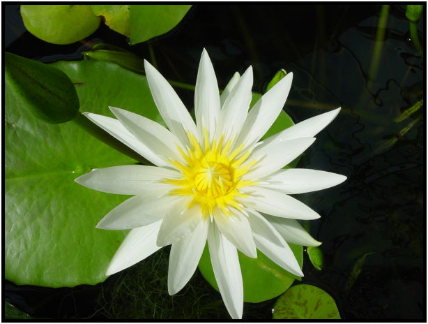 flora: flower: unknown flower : s-dsc012354.jpg