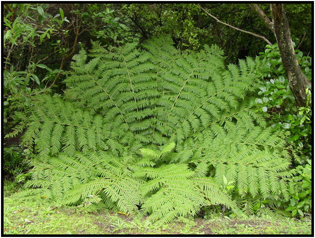 flora: leaf : s-dsc012367.jpg
