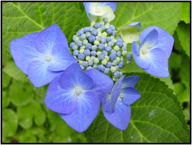 flora: flower: unknown flower : s-dsc012369.jpg