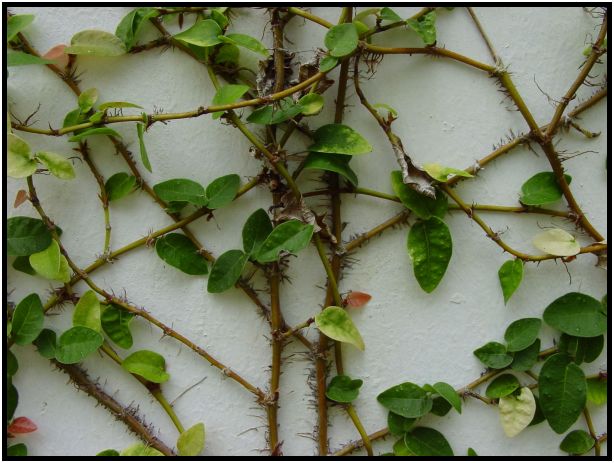 flora: leaf : s-dsc012861.jpg