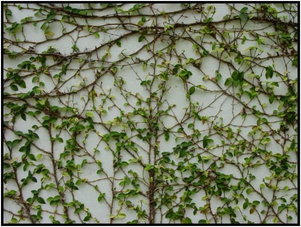 flora: leaf : s-dsc012866.jpg