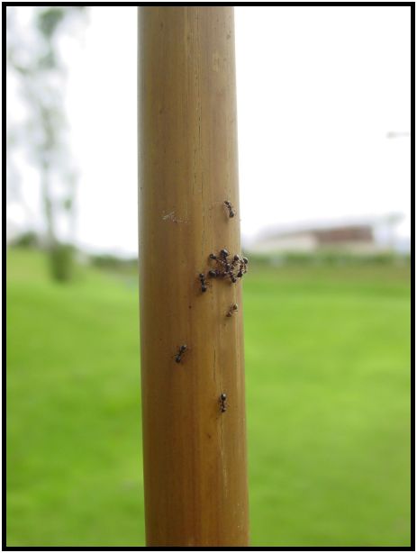 insect: ant : s-dsc012601.jpg