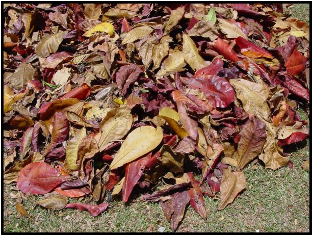 flora: leaf : s-dsc012552.jpg