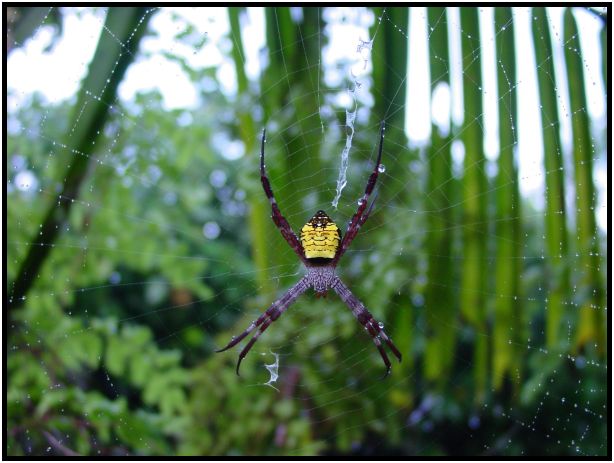 insect: spider : s-dsc012841.jpg