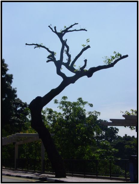 flora: tree: unknown tree : s-dsc013268.jpg