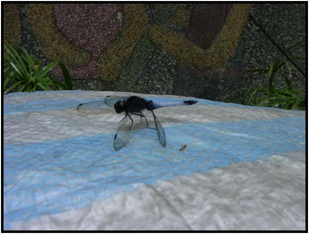insect: dragonfly : s-dsc012972.jpg