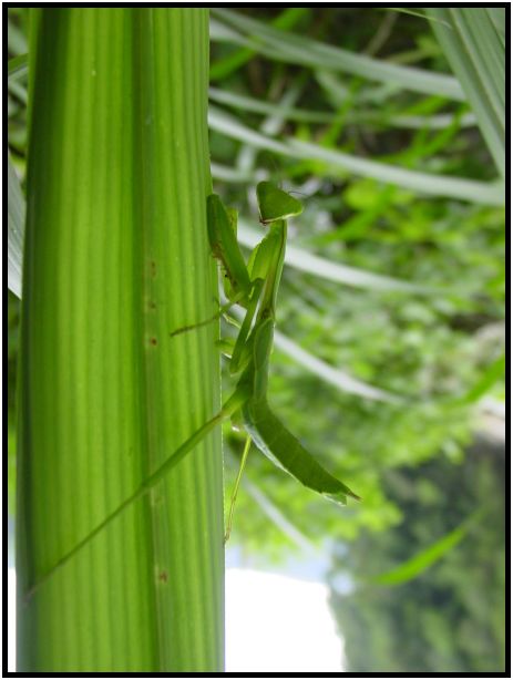 insect: praying mantis : s-dsc013130.jpg