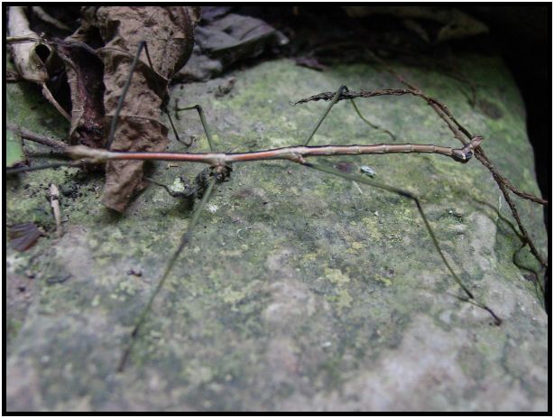 insect: stick insect : s-dsc013155.jpg